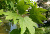 Acer Pseudoplatanus (Bergahorn)
